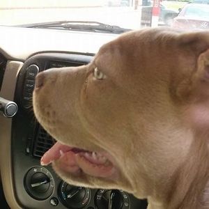 Meet your Posher, Greg